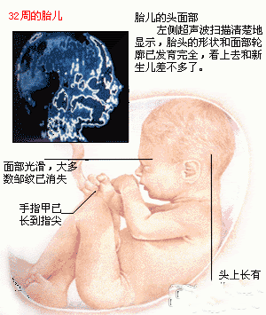 胎儿发育全过程图谱(组图)