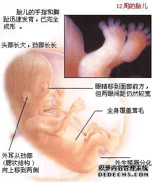 图解0-40周胎儿发育全过程